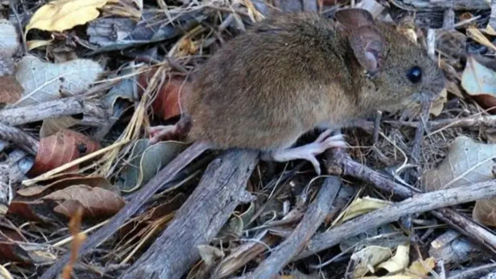 Brindan recomendaciones para prevenir el Hantavirus