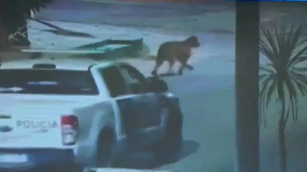Dos pumas sueltos tienen en vilo a Villa Gesell: suspendieron las clases y piden quedarse en casa
