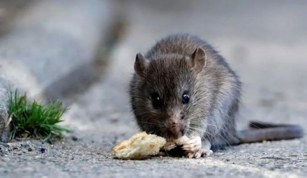 Hantavirus