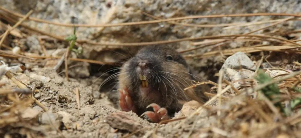 Tuzas: los increíbles animales que “cultivan” su propia comida según un estudio