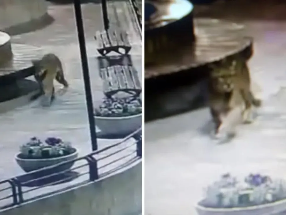 Temor en Villa Gesell: hay cuatro pumas sueltos por las calles 