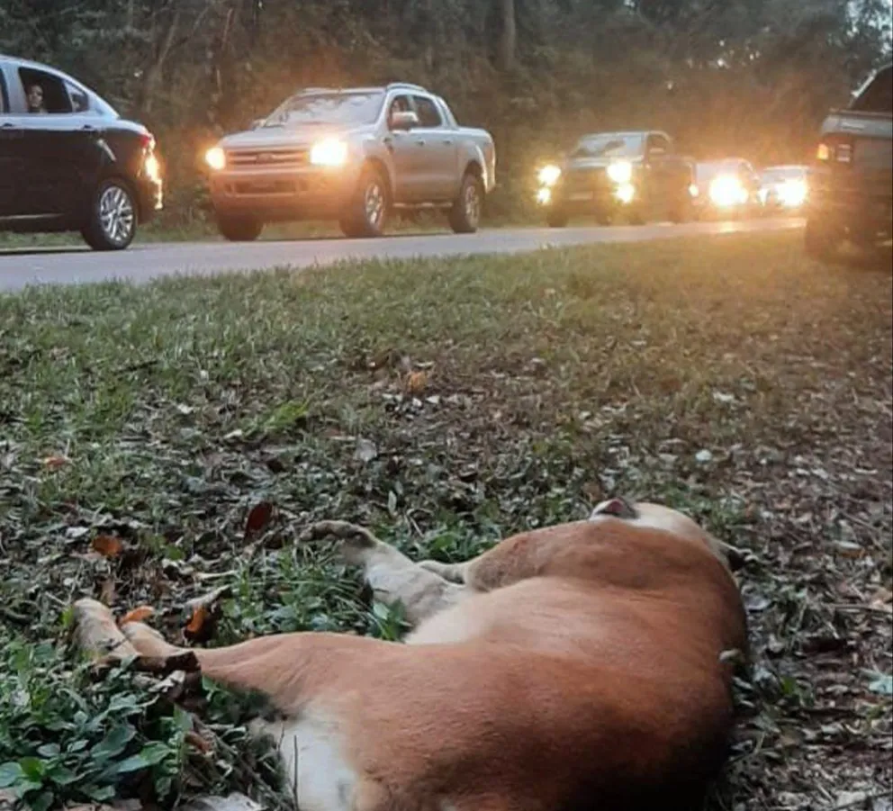Murió un puma atropellado dentro del Parque Nacional Iguazú