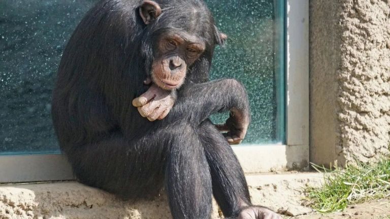 Caso del Chimpancé: “Es hora de devolverle a Toti lo que nunca fue nuestro, su dignidad”