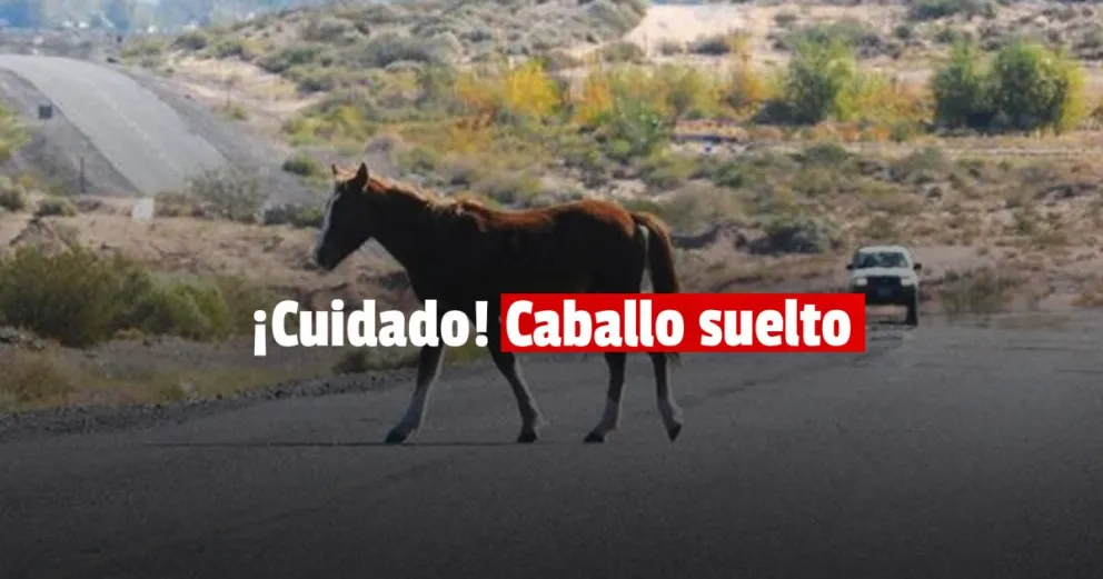 Una mujer quedó hospitalizada tras chocar con un caballo
