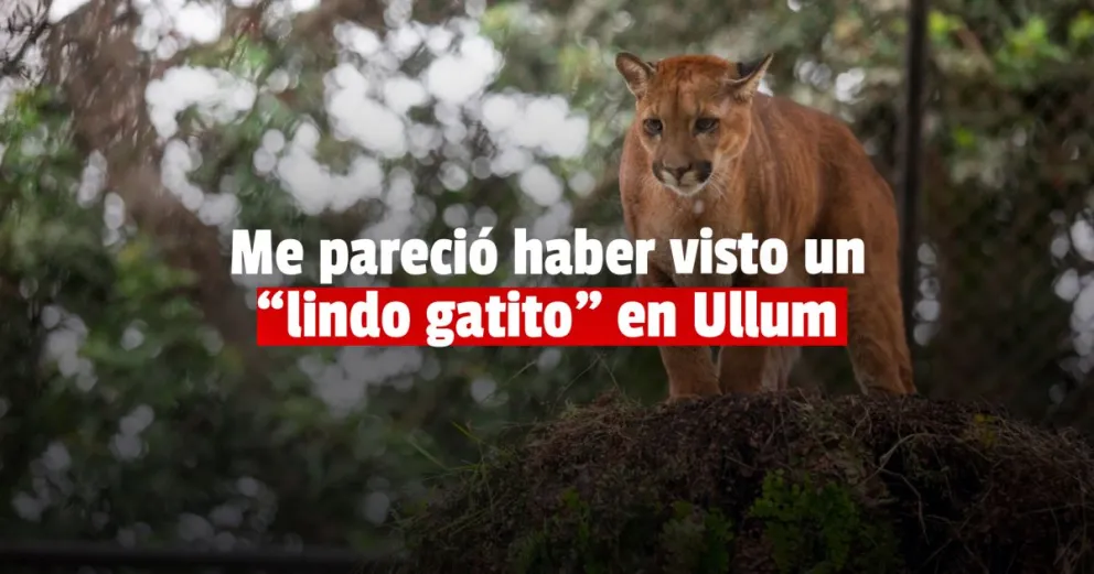 Alarma por un puma suelto en Ullum 