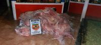 ¡Una fortuna! Les decomisaron 85 costillares sobre Ruta 22