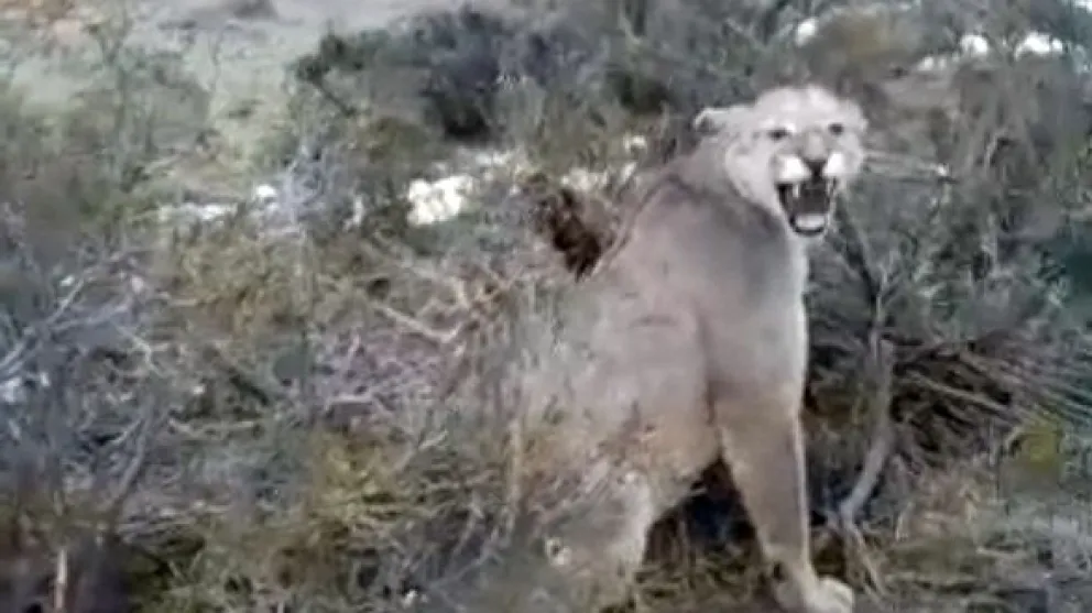 Se encontraron con un feroz puma en la meseta de Chubut