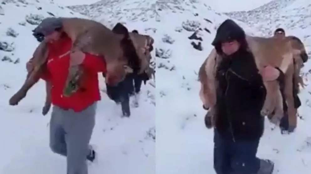 Repudio por la caza ilegal de pumas en Neuquén