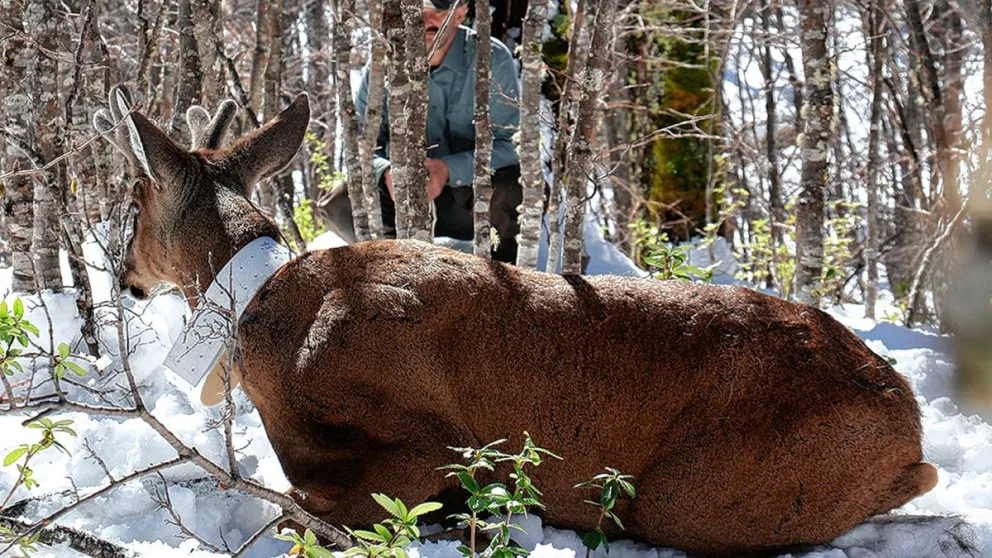 Comprueban que la sobre cacería convirtió al huemul en una especie en peligro de extinción