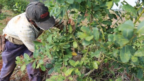 Finalmente la yerba mate fue incorporada al dólar agro con retroactividad al 10 de abril