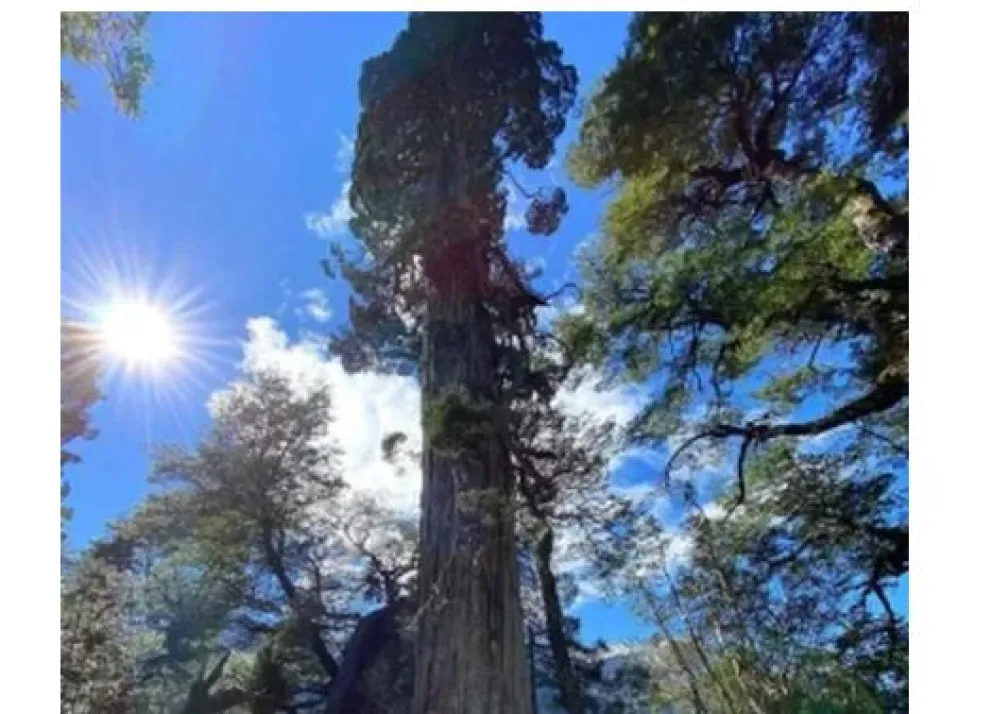 Un investigador reveló que el árbol más antiguo del mundo se encuentra en el Parque Nacional Los Alerces