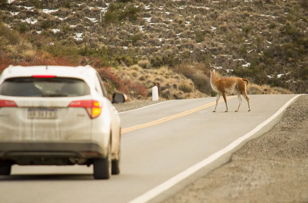 Desde el Parque Nacional Nahuel Huapi advierten sobre la presencia de guanacos en la Ruta 237