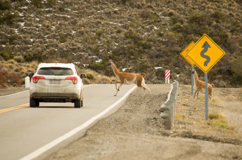 Piden transitar con precaución en la ruta 237 por la presencia de fauna