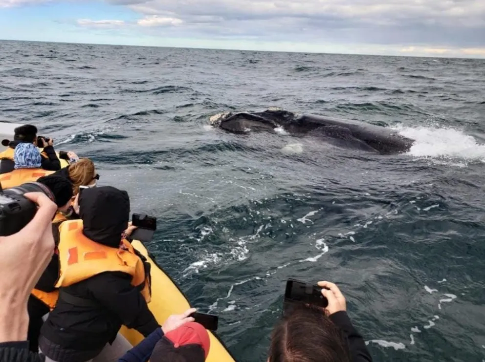 El avistaje de ballenas es un proyecto que no tiene techo.