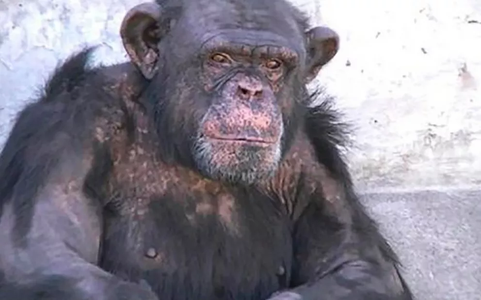 Piden trasladar a "Toti" de un zoo de Río Negro a un santuario de simios en Brasil