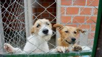 Celebra con ese "amigo fiel": el Centro de Adopciones te invita a festejar con 70 perros que buscan a ese alguien especial