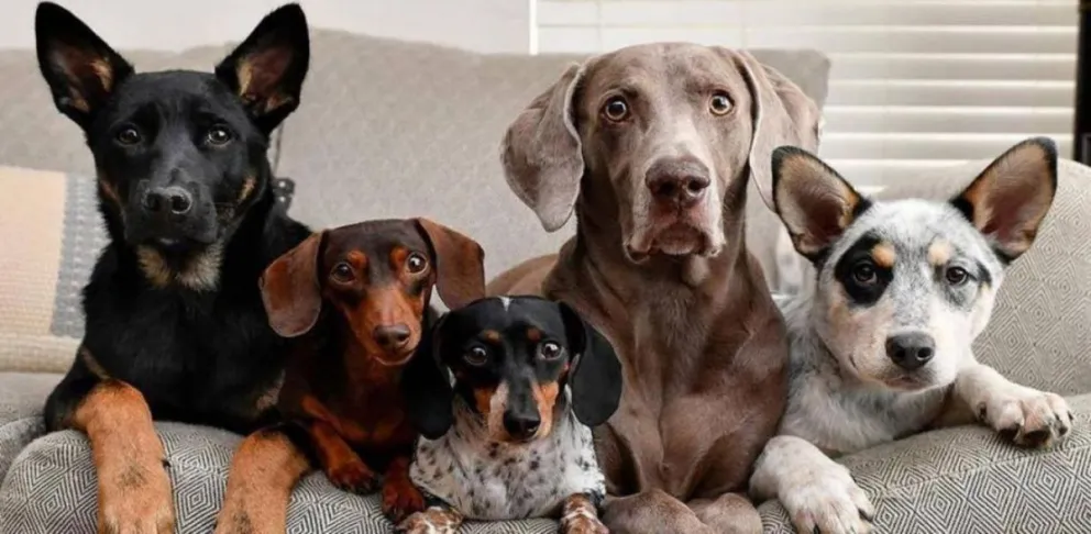 Día Mundial del Perro: ¿por qué se celebra el 21 de julio?