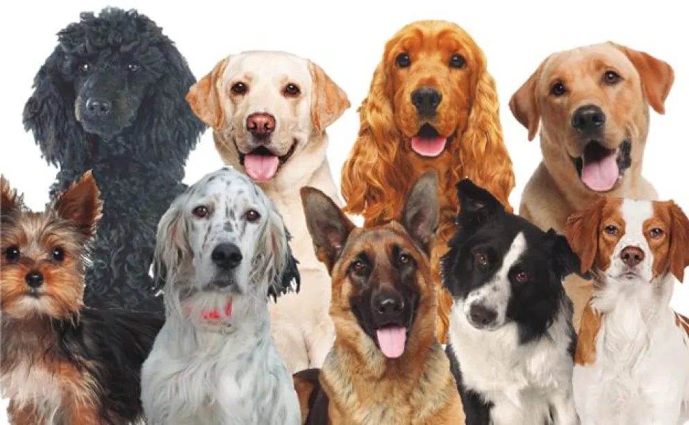 Día Mundial del Perro: ¿dónde denunciar maltrato y cómo ayudar a los callejeritos?