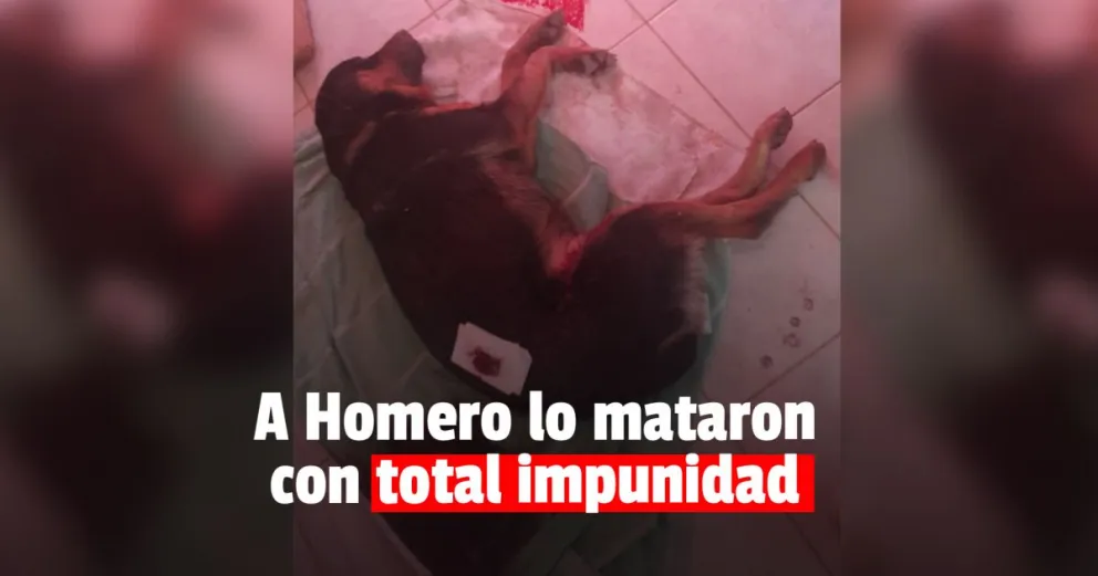 Mataron a un perro de un balazo en Rawson