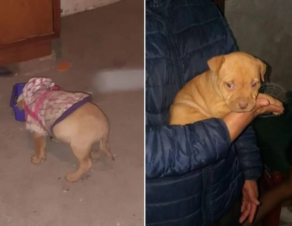 Llamado a la solidaridad: ayudemos a encontrar a esta mascota