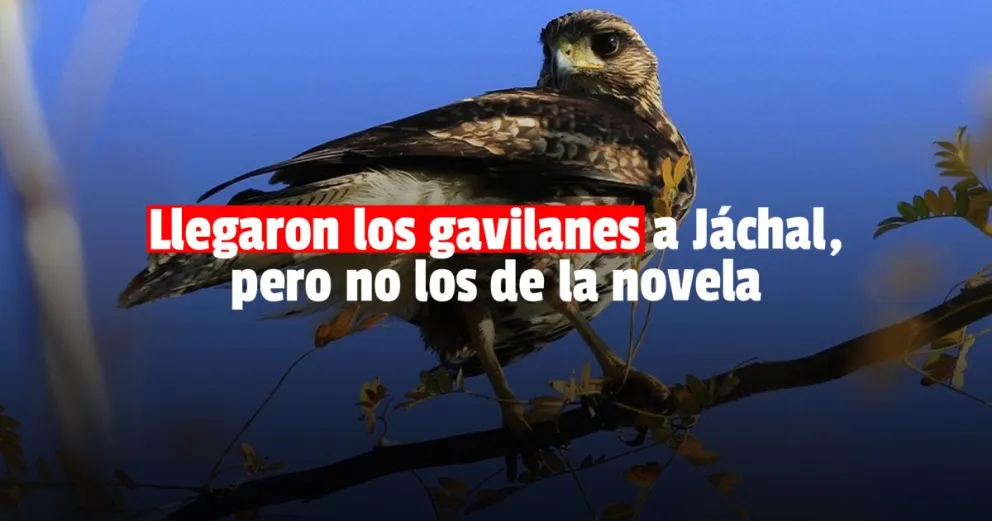 Vecinos de Jáchal denuncian ataques de gavilanes en la plaza departamental