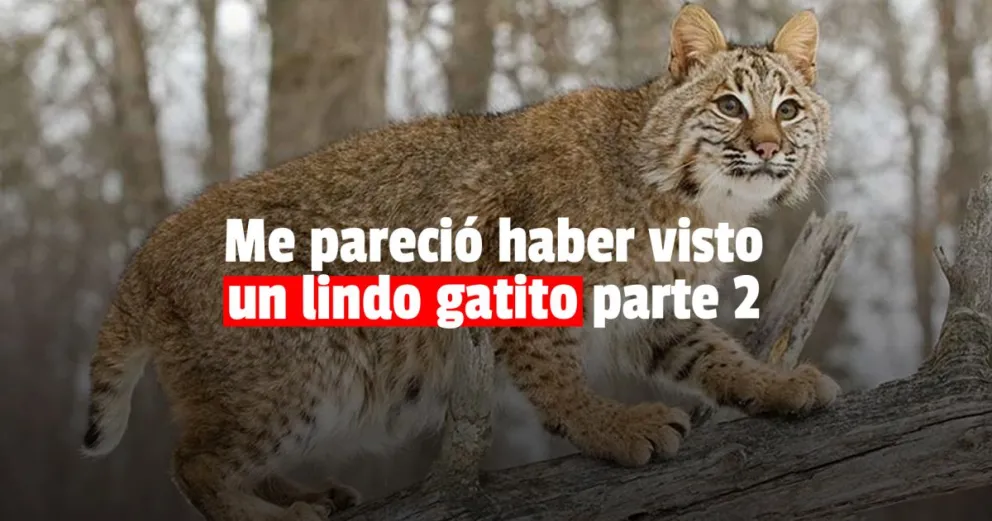 Después de los pumas, aparecieron gatos monteses en la costa atlántica