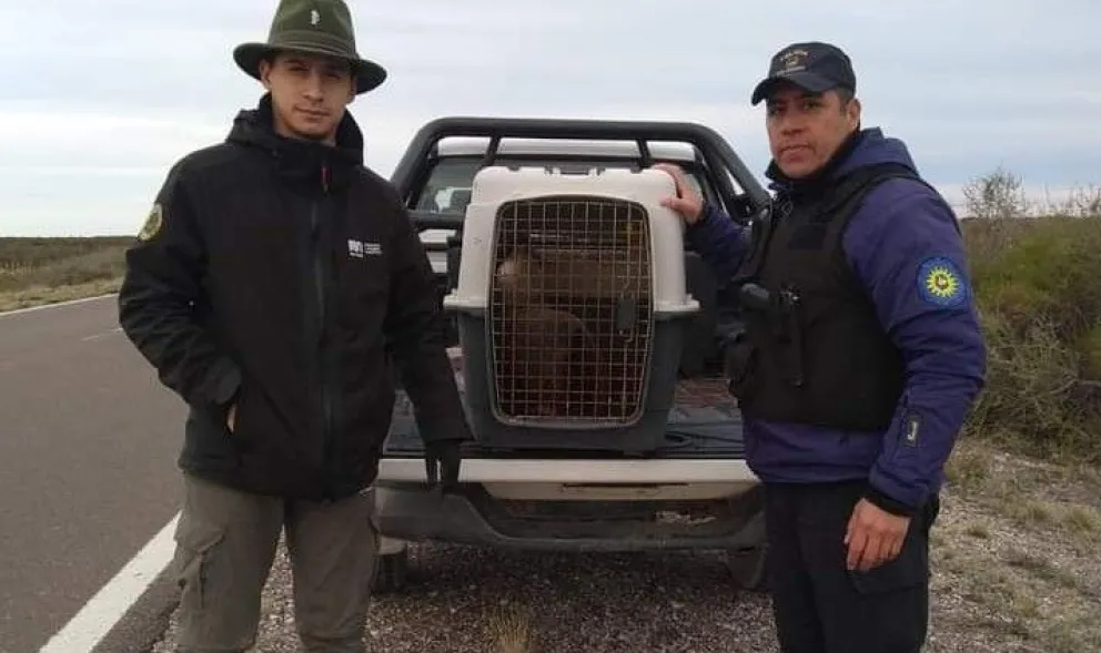 Guardas ambientales rescataron a un lobo marino que se desplazaba por la ruta 