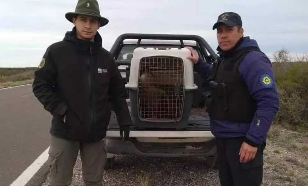Guardas ambientales rescataron a un lobo marino que se desplazaba por la ruta