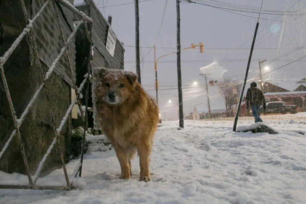 Invitan a completar el Formulario-RUVAM para establecer una colaboración más formal.