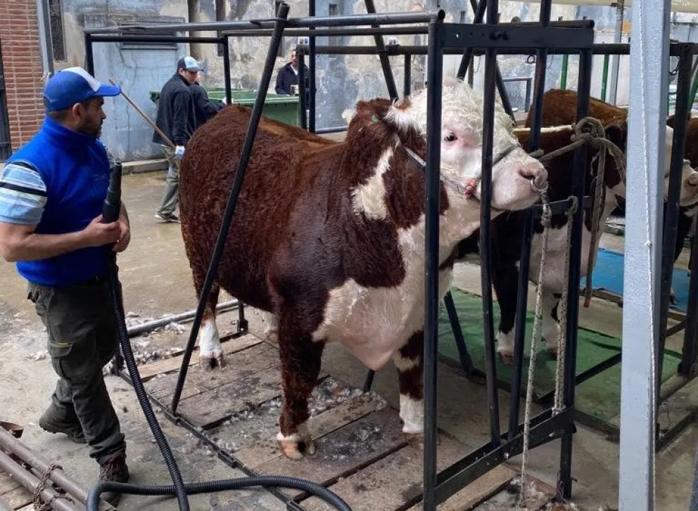 Reproductores bovinos de Viedma, de las mejores razas, en la Expo Rural de Palermo