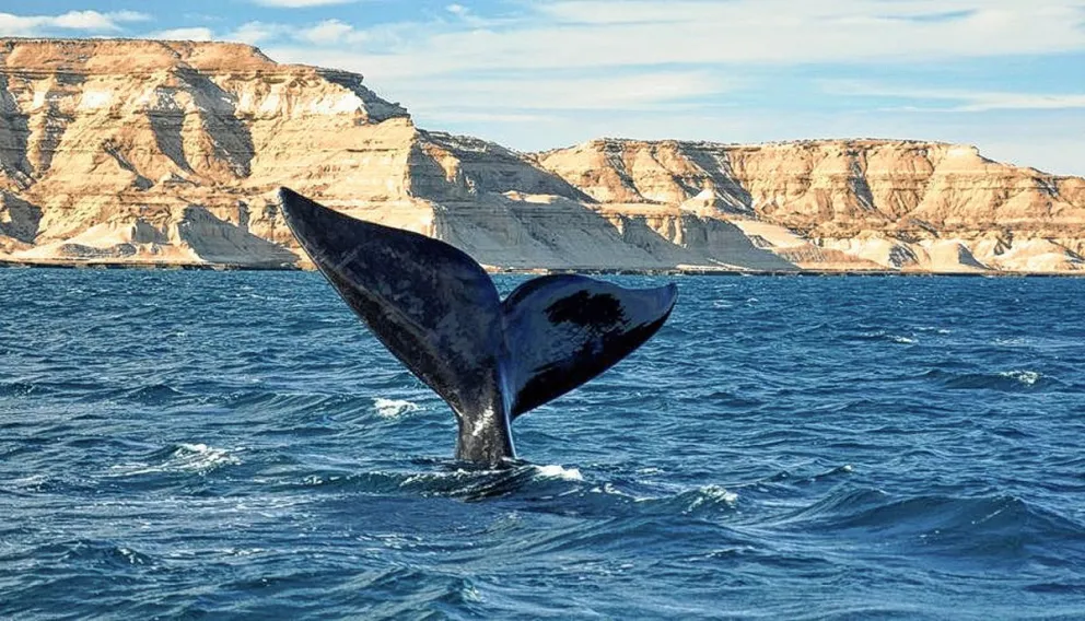 Hoy se celebra el Día Mundial de las ballenas y los delfines