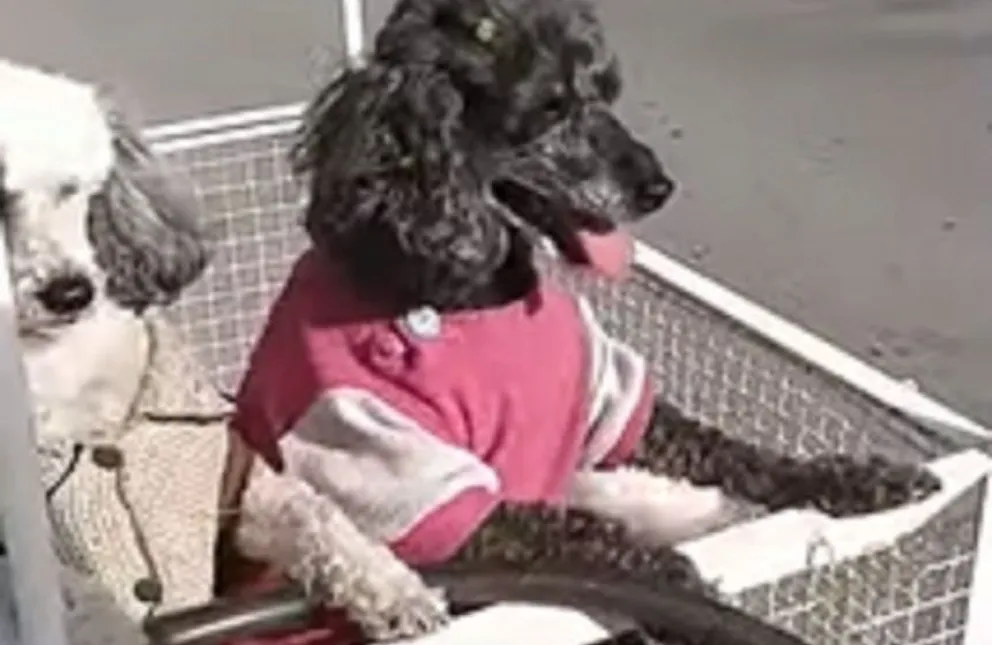 More, Manchita y Roma, las tres perritas que pasean por la ciudad en un carrito