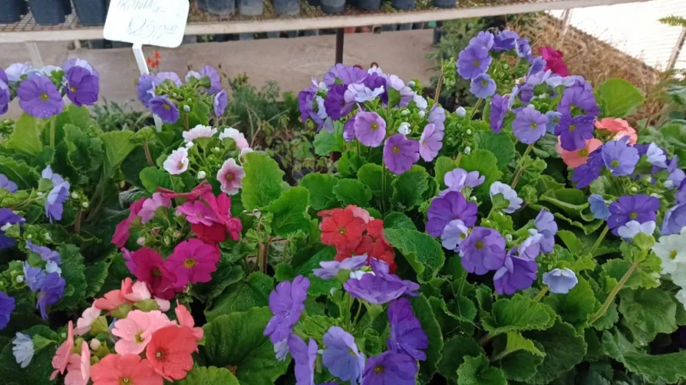 Plantas que le ponen color al invierno: “La reina de esta época es la violeta de los Alpes”