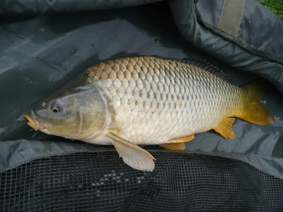 Carpas: un pez que puede aportar un gran valor nutritivo a tus comidas ¡Mirá algunas recetas!