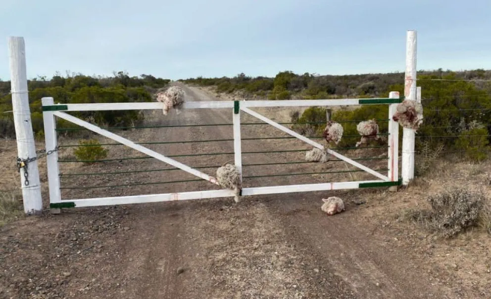 Chubut: robaron ovejas y dejaron las cabezas en una tranquera