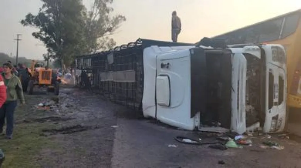|VIDEO| Volcó un camión con ganado y se robaron 50 vacas