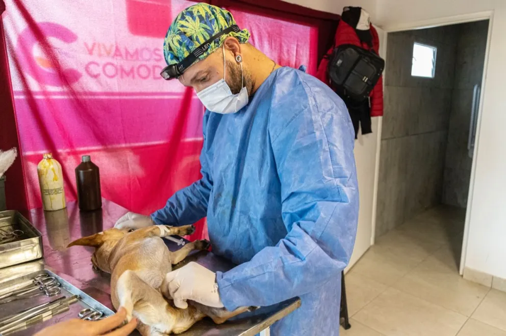Nuevo punto de esterilización gratuita de animales en Stella Maris