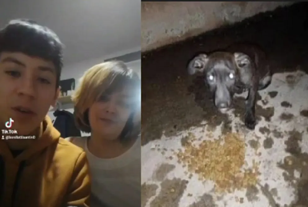 Santino, un chico de 15, armó y repartió viandas a perros callejeros de Viedma