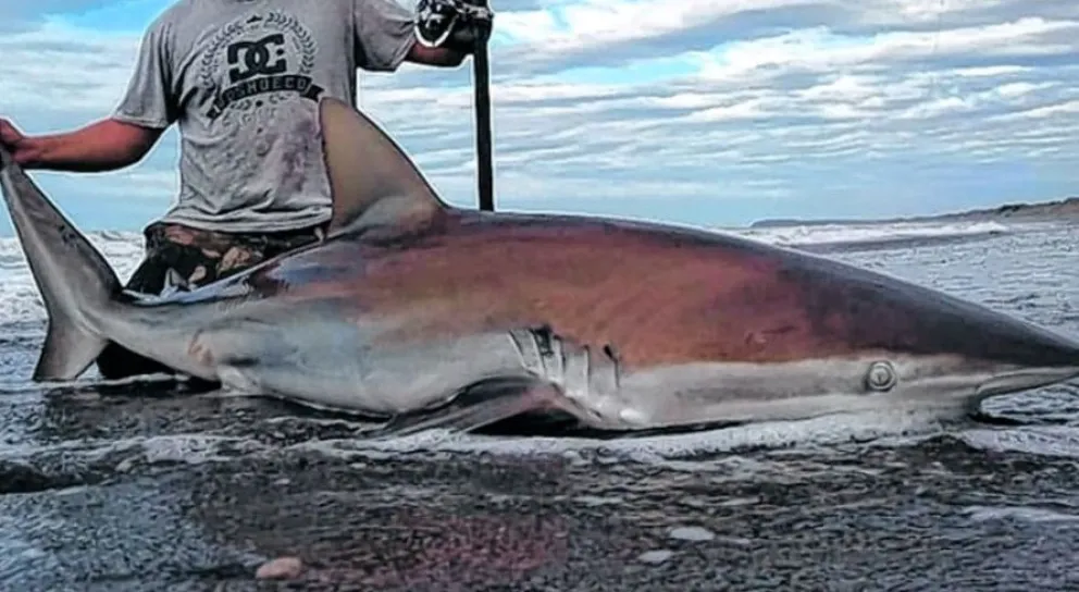 Cazones en peligro de extinción: “Reclutamos pescadores de tiburón para que se sumen al proyecto”