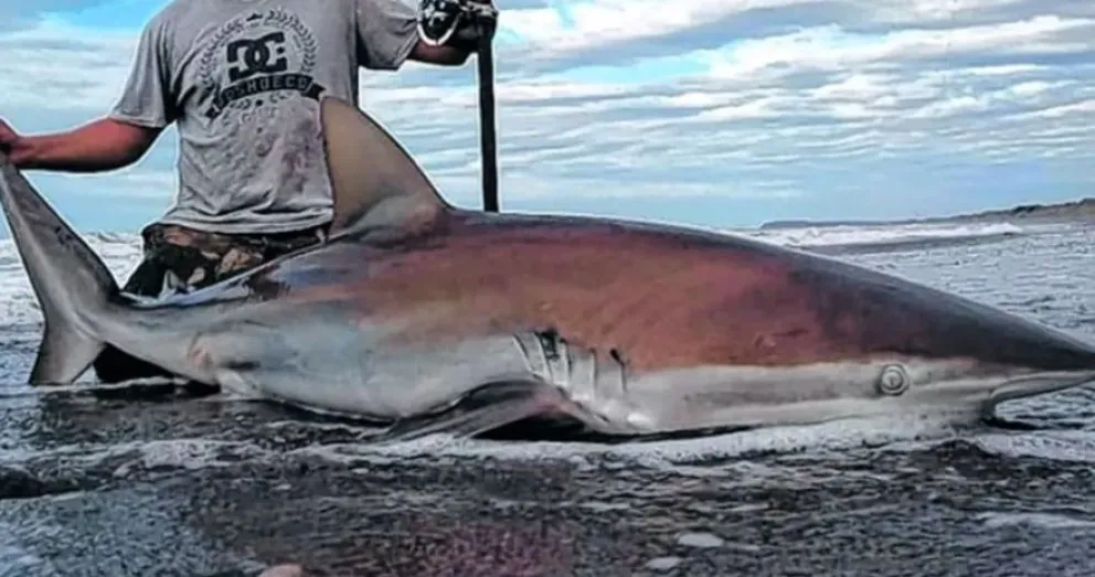 Buscan preservar especies de tiburones de la costa rionegrina 