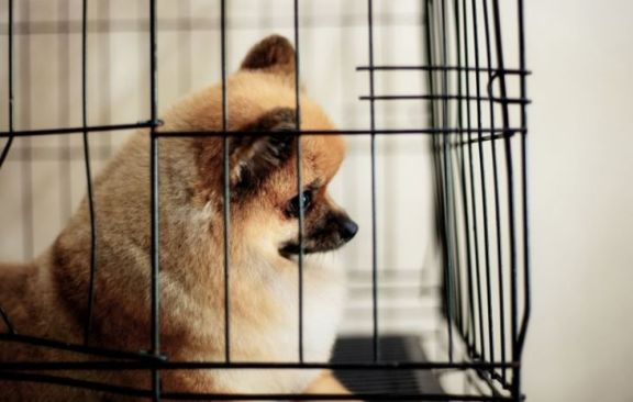 Nueva York quiere prohibir la venta de perros y gatos en tiendas