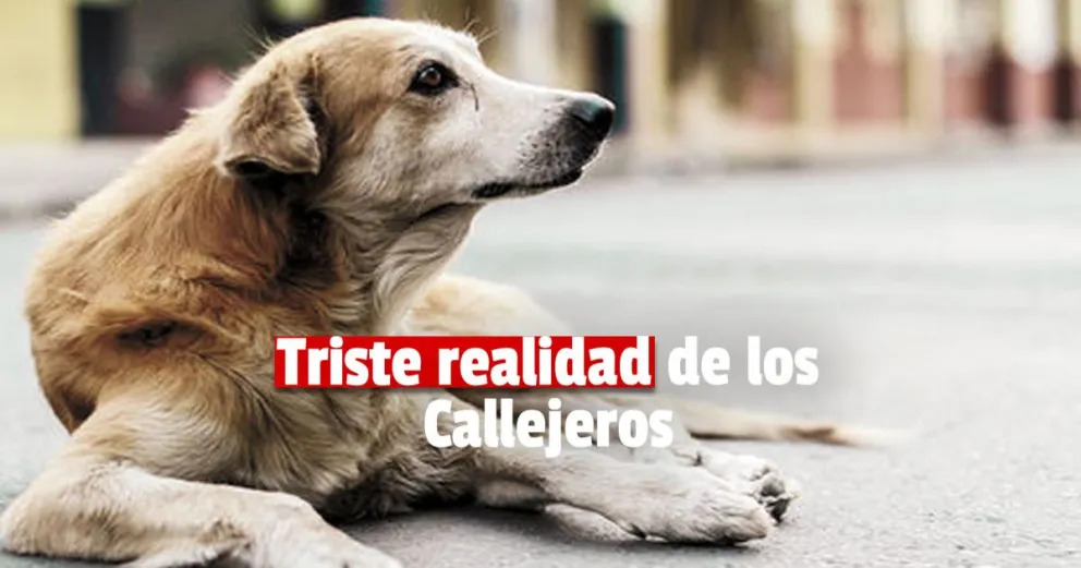 Callejeros: abandono, maltrato y sobre población 