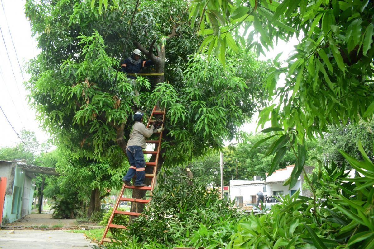 Prosigue el operativo de podas correctivas en la ciudad de la mano de Espacios Verdes del municipio