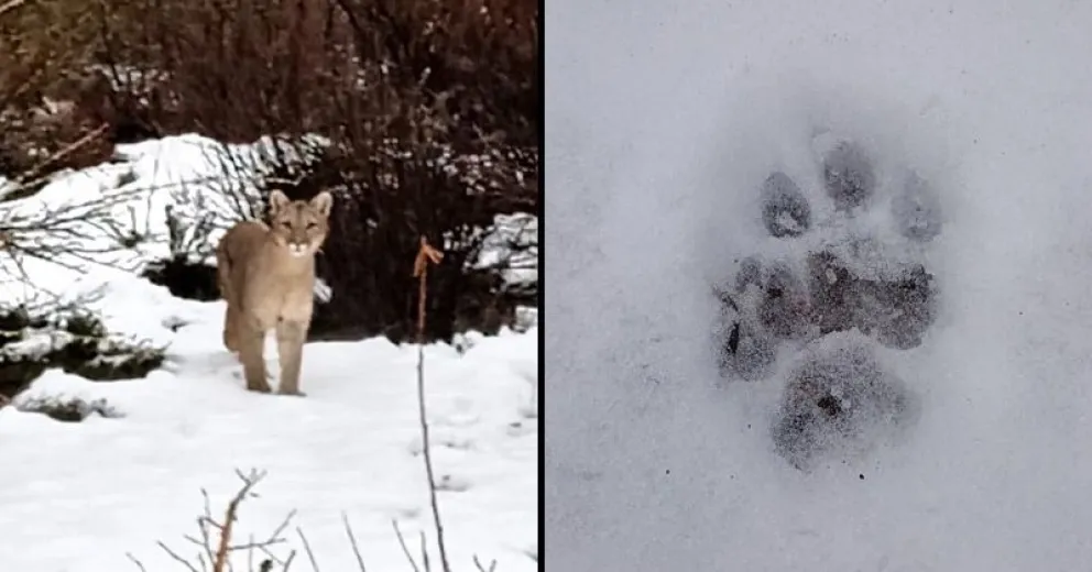 Emocionante encuentro con un puma en Cuyín Manzano