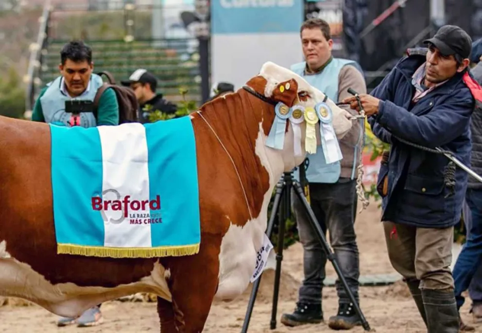 Expo Rural de Palermo: Pagaron más de $19 millones por la mitad de una vaca gran campeona