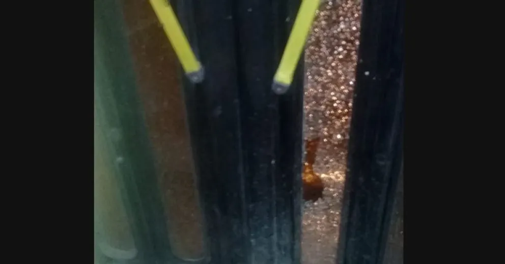 Apedrearon tres unidades de Mi Bus y suspenden el ingreso a dos barrios