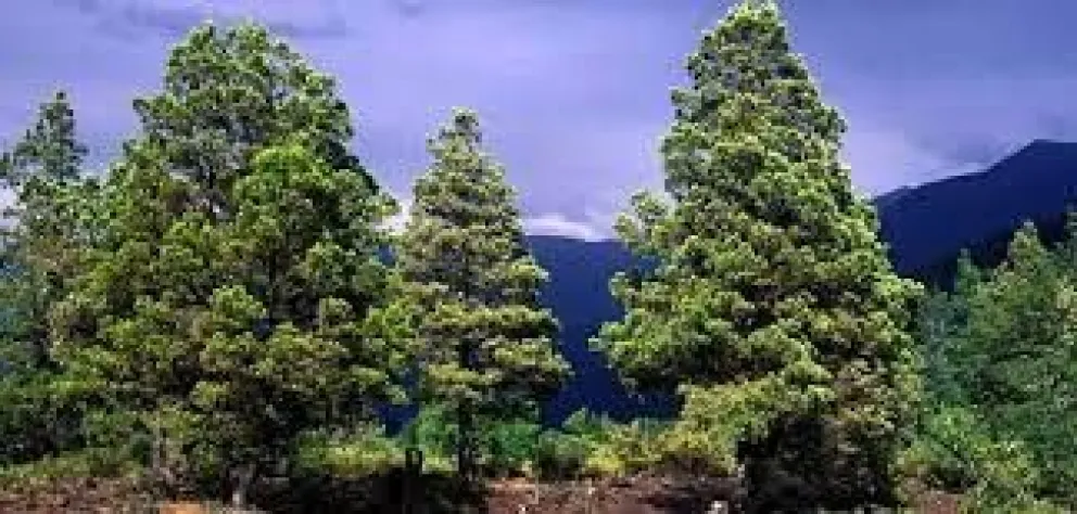 Conociendo tres especies más características de la Patagonia cordillerana: El Ciprés