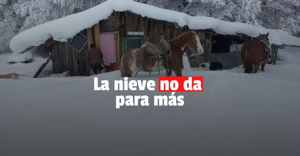Temporal de nieve en Chubut: animales atrapados, suspensión de clases y emergencia climática