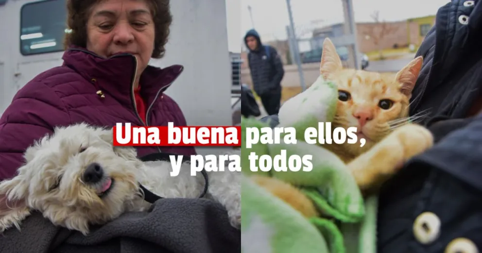 Cuatro departamentos de San Juan tendrán hogares de tránsito y adopción de animales