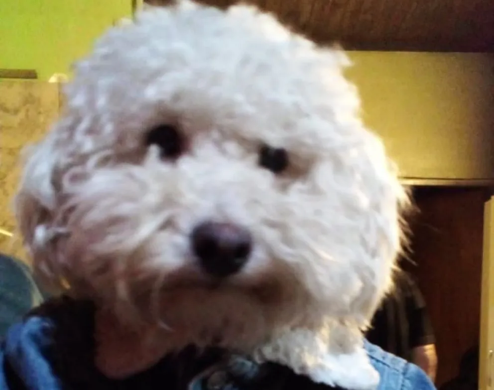 Un super perrito ayudó a salvarle la vida a una vecina 